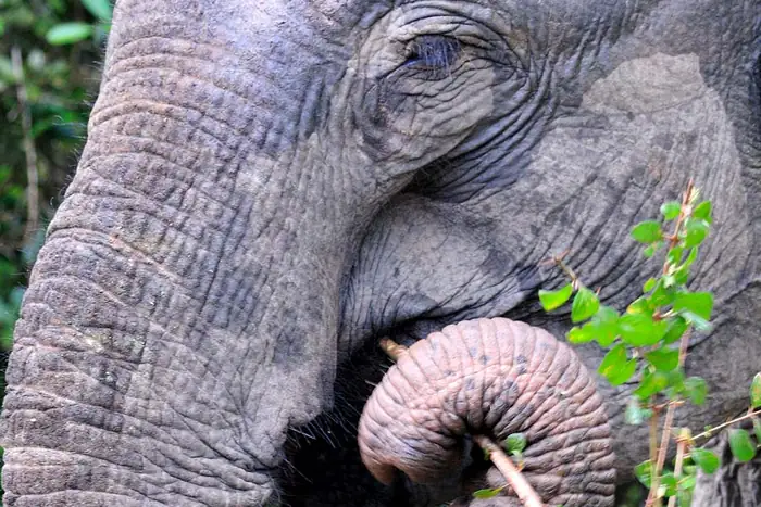 Wild elephant herd gathering at Minneriya National Park
