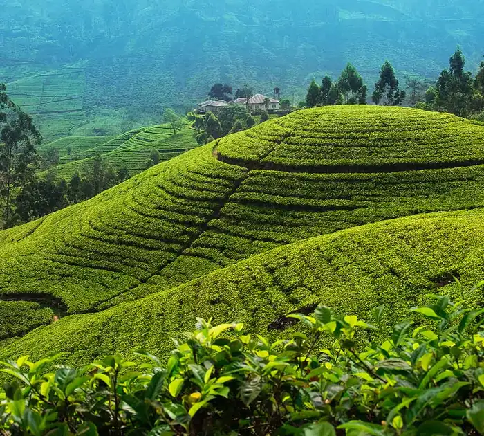 Rolling tea plantations in Nuwara Eliya's hill country