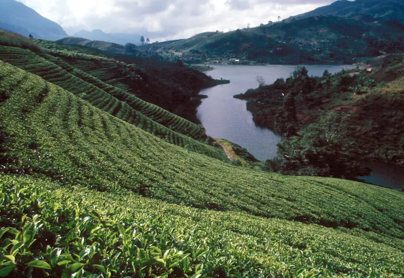 Nuwara Eliya's hill country