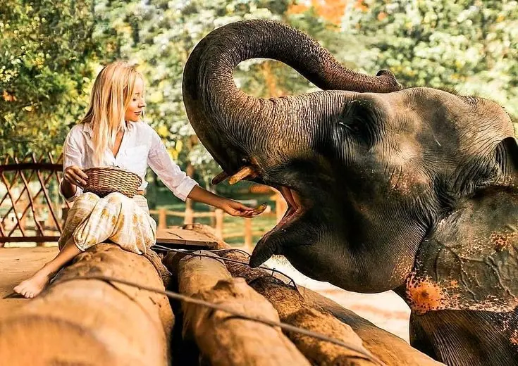 Elephants feeding at Pinnawala
