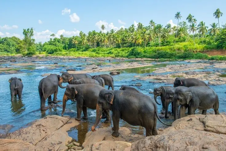 Elephants at Pinnawala Elephant Orphanage