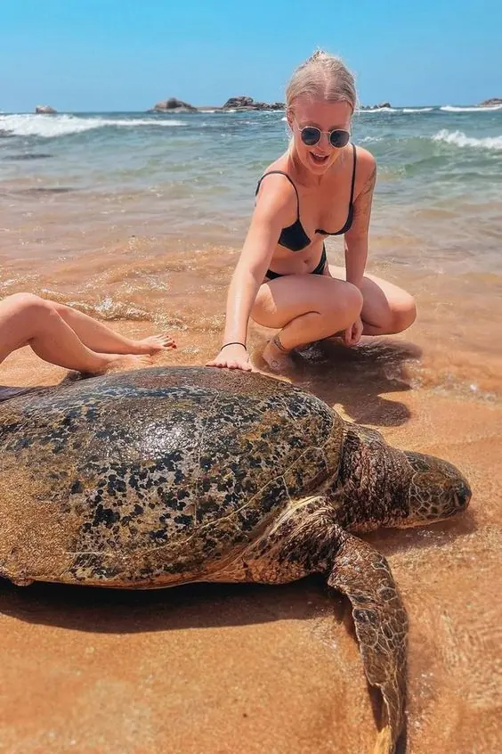 Sea turtles at Hikkaduwa