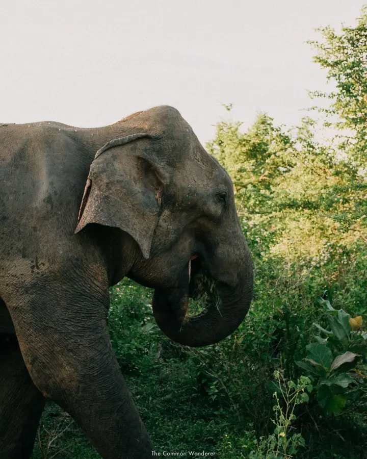 Elephants at Udawalawe National Park