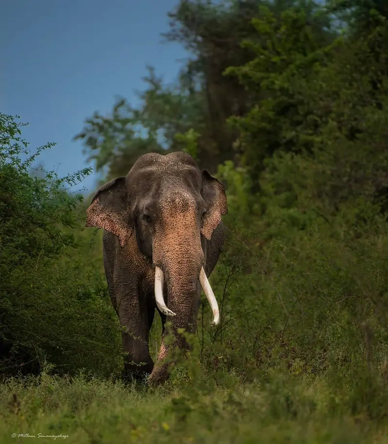 Elephant herd at Minneriya National Park