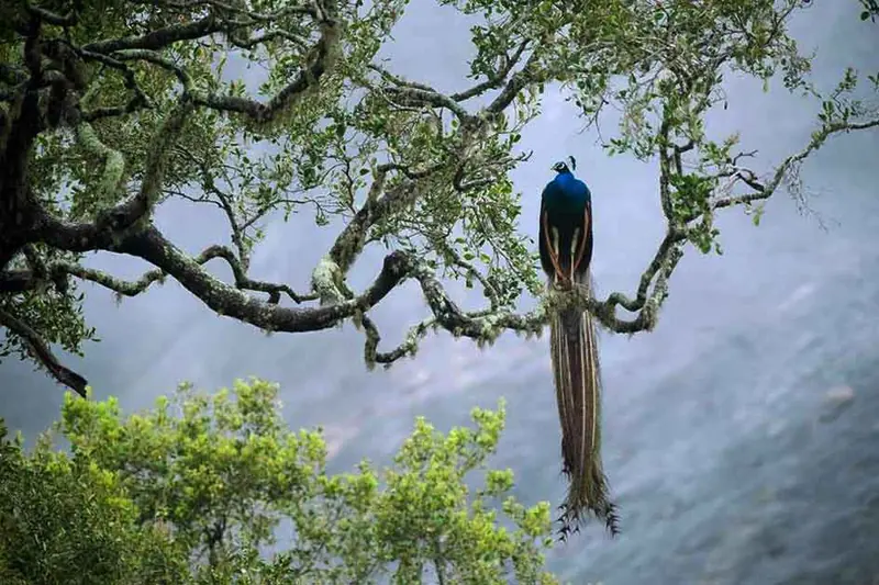 Sinharaja rainforest reserve