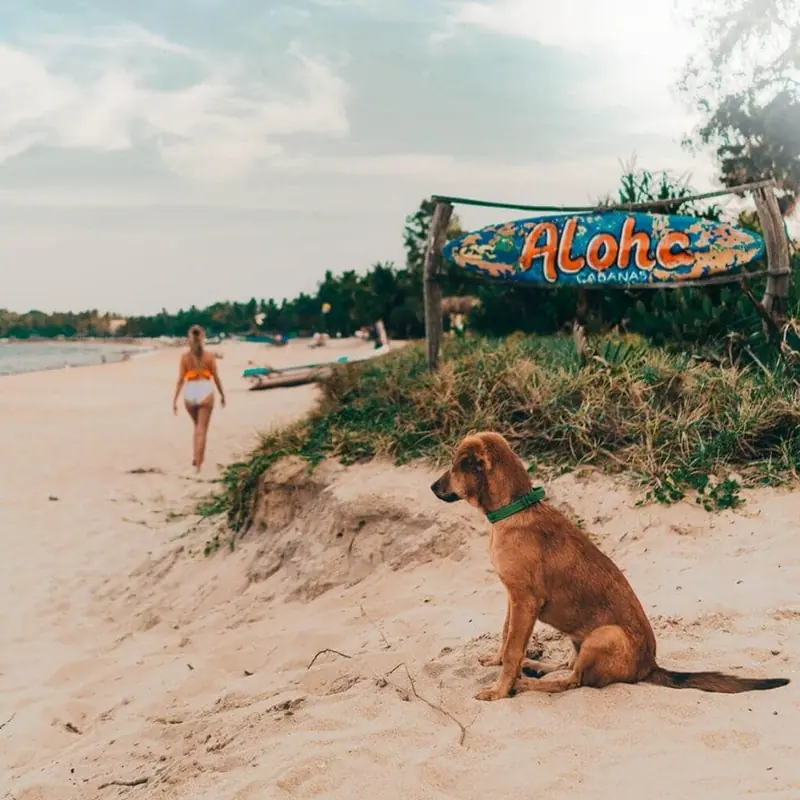 Arugam Bay's sandy beach