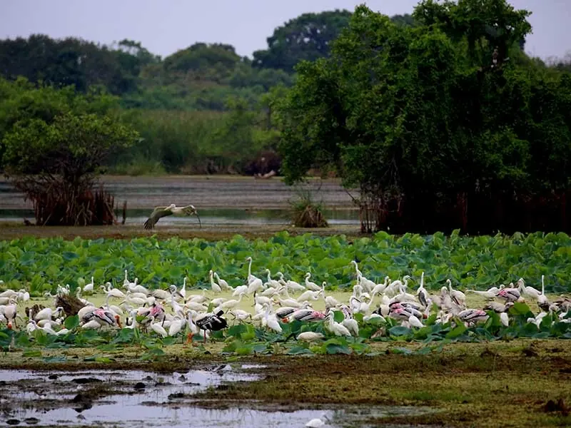 Kumana National Park mangroves