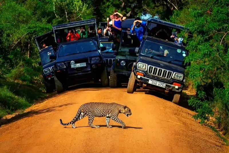 A leopard sighting at Yala National Park