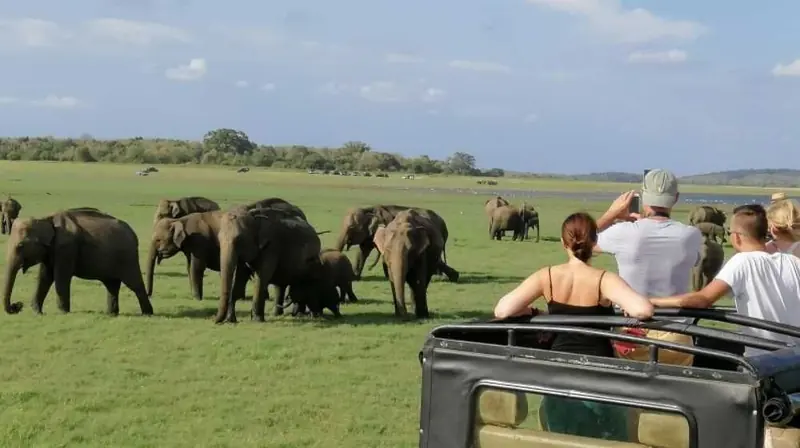 Jeep safari at Minneriya National Park