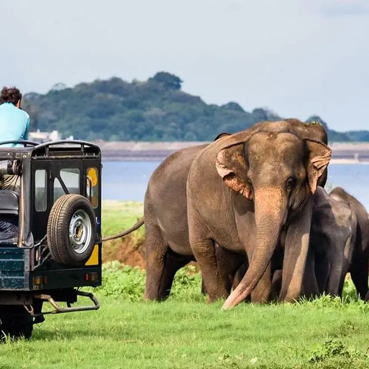 Wilpattu National Park safari