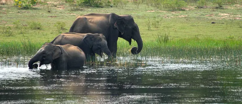 A tusker at Yala National Park